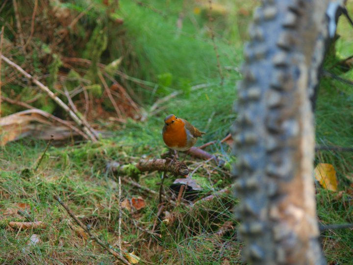Dance With The Trails Depot - Image 18