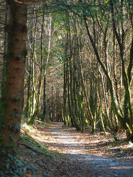 Dance With The Trails Depot - Image 20