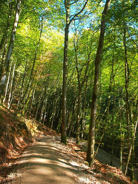 Dance With The Trails Depot - Image 25