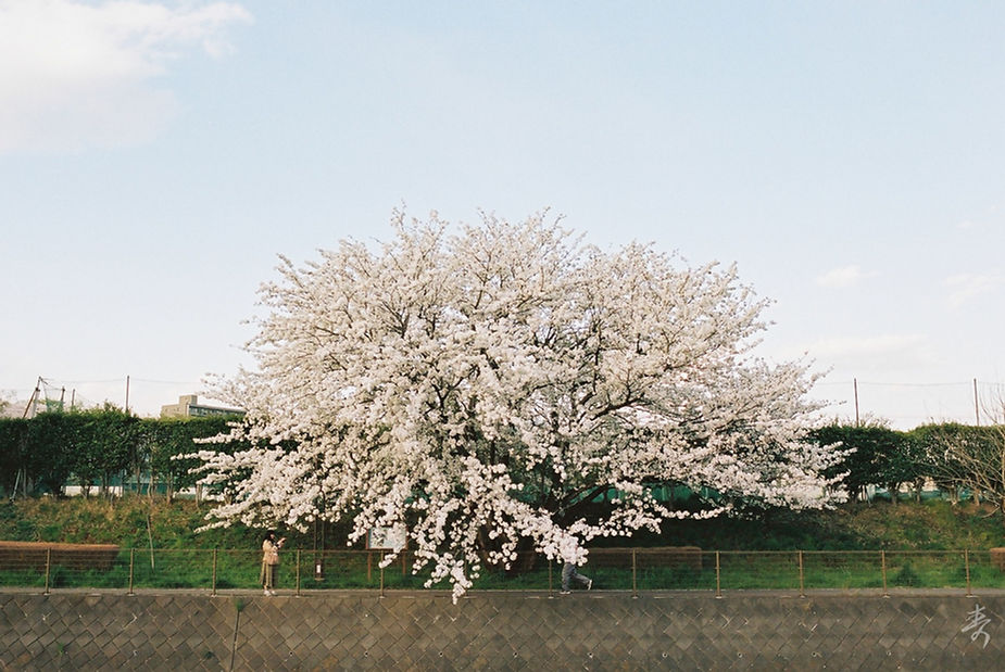 Scent Of Japan - Image 38