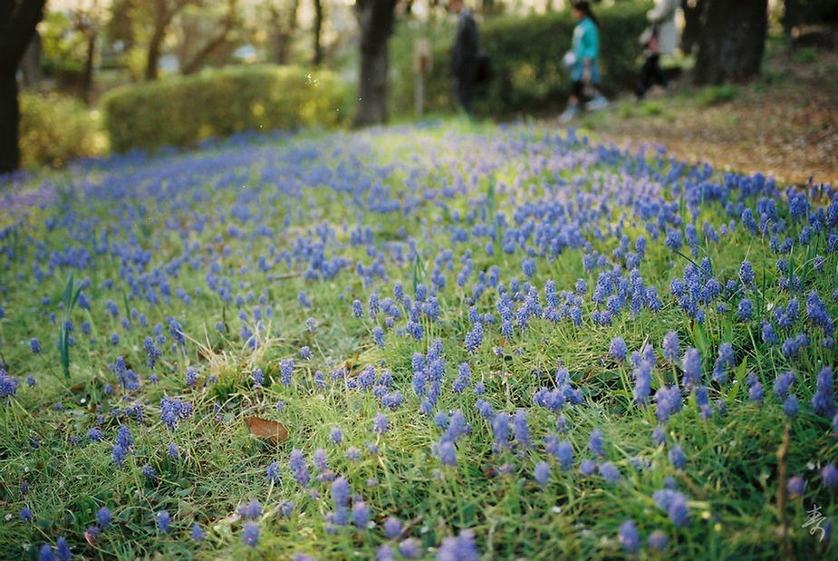 Scent Of Japan - Image 41