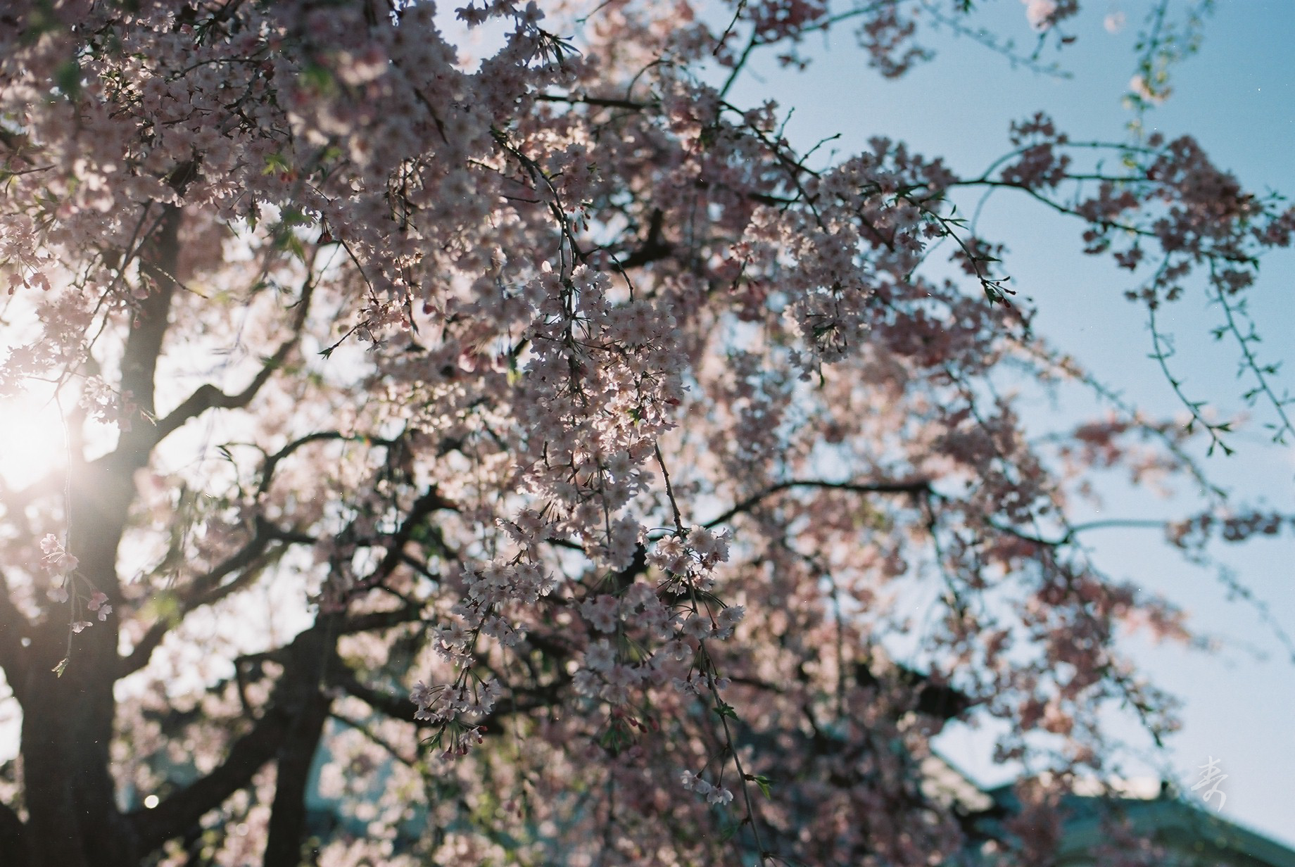 Spring Brings Blinks