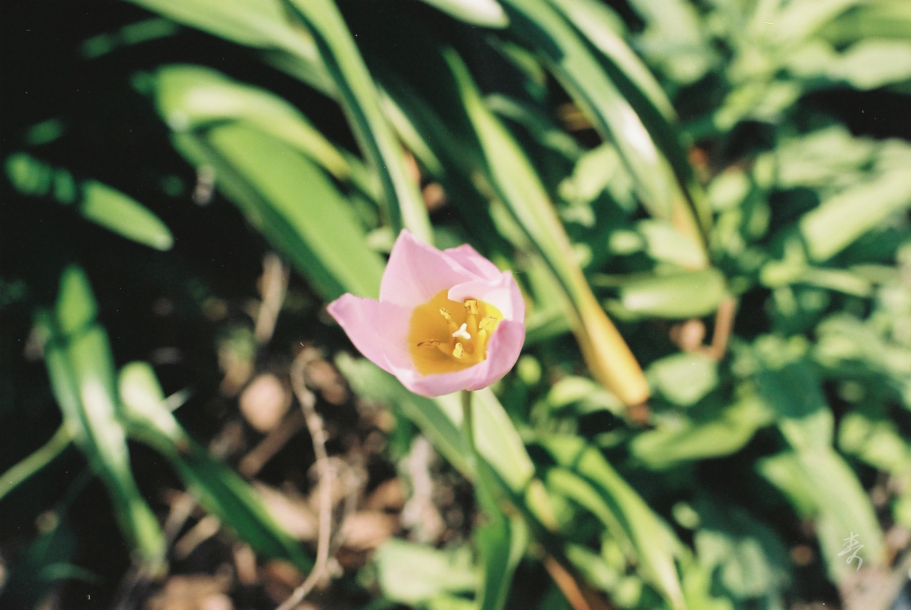 Spring2017 - Image 5