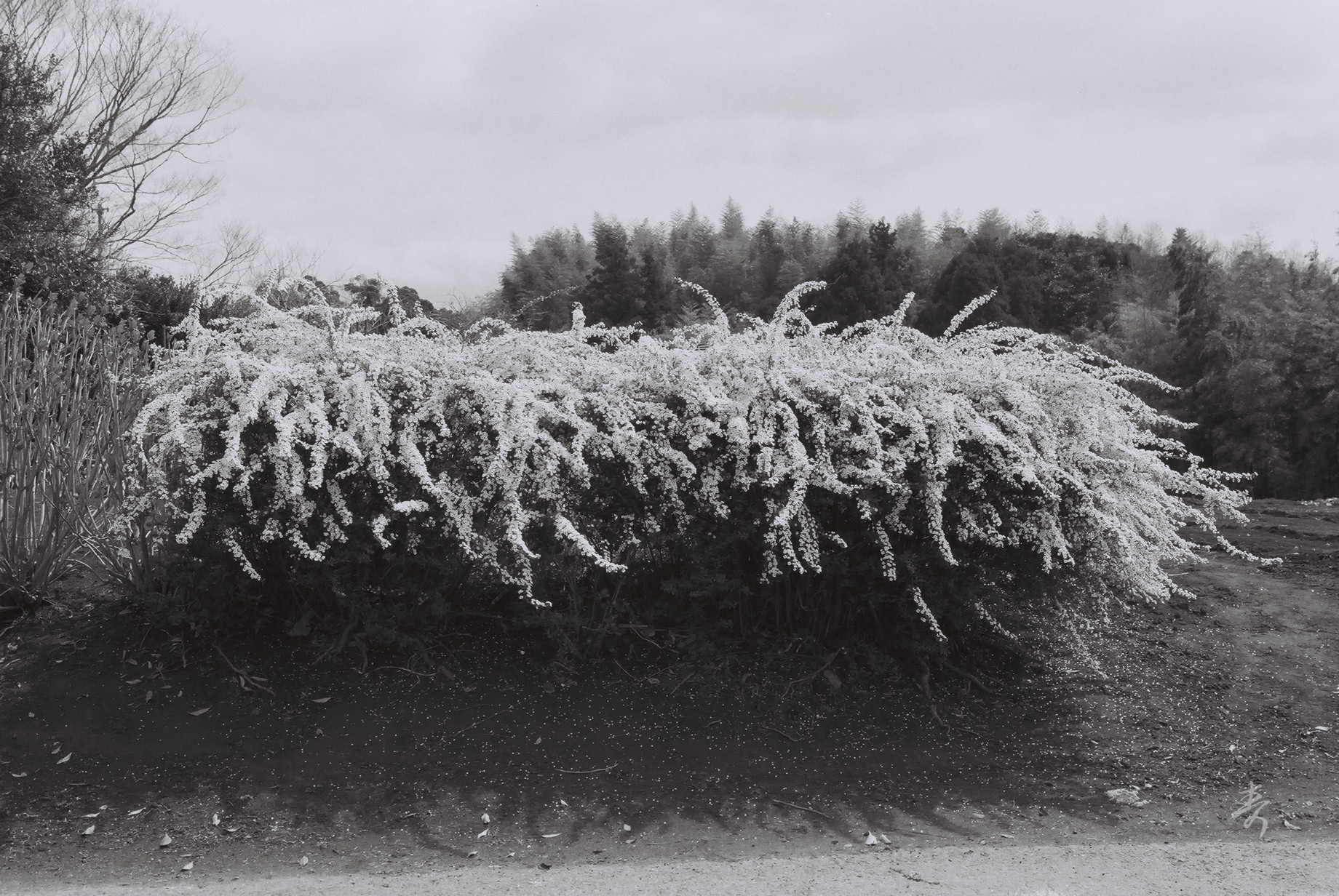 Spring2017 - Image 39