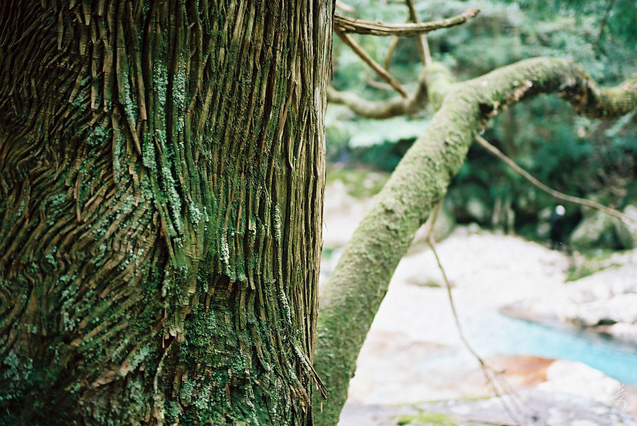 Zenki Blue - Image 11